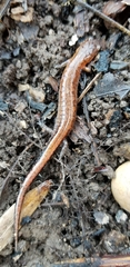 Plethodon websteri