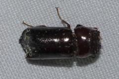 Xylothrips flavipes