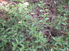 Lantana depressa