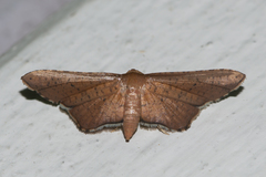 Picrostomastis subrosealis