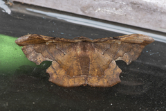 Fascellina chromataria