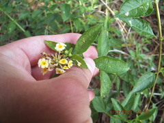 Lantana depressa