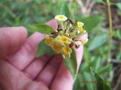 Lantana depressa