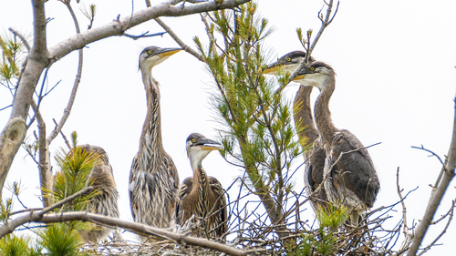 Great Blue Heron photographed in Connecticut