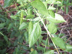 Lantana depressa