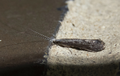 Leptocerus americanus