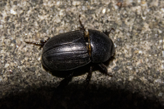 Euetheola