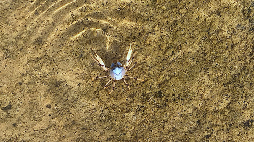 photo of Light-blue Soldier Crab (Mictyris longicarpus)