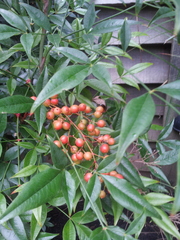 Nandina domestica