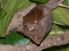 Epomophorus pusillus