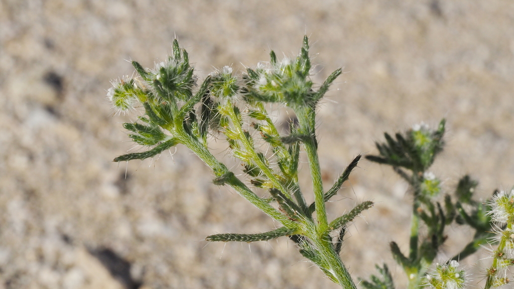 Guadalupe cryptantha