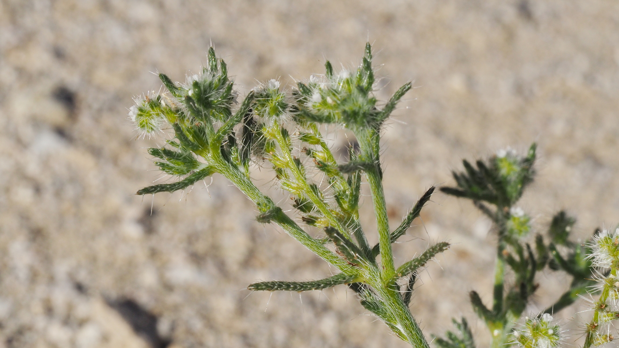 Cryptantha maritima