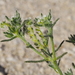 Guadalupe Cryptantha - Photo (c) Fred Melgert / Carla Hoegen, some rights reserved (CC BY-NC), uploaded by Fred Melgert / Carla Hoegen