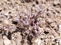 Polygonum bidwelliae