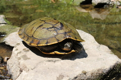 Graptemys pseudogeographica