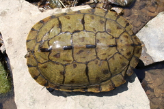 Graptemys pseudogeographica