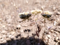 Chorizanthe stellulata
