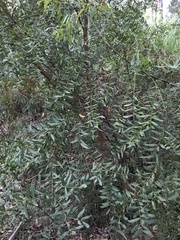 Acacia prominens