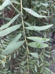 Acacia prominens