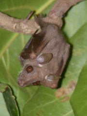 Epomophorus pusillus