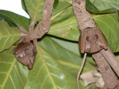 Epomophorus pusillus