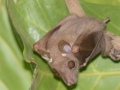 Epomophorus pusillus