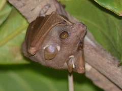 Epomophorus pusillus