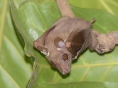 Epomophorus pusillus