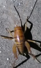 Ceuthophilus hesperus