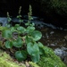 Micranthes spicata - Photo (c) sydcannings, algunos derechos reservados (CC BY-NC), subido por sydcannings