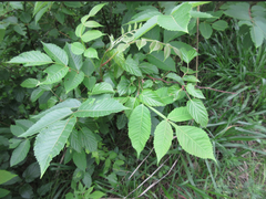 Rhus javanica