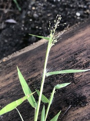 Dichanthelium lindheimeri