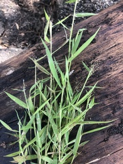 Dichanthelium lindheimeri