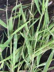 Dichanthelium lindheimeri