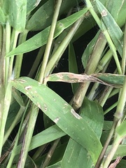 Dichanthelium lindheimeri