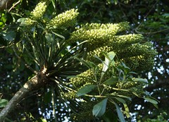 Cussonia zuluensis