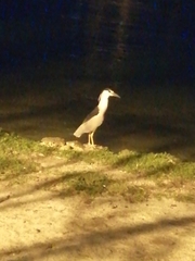 Nycticorax nycticorax