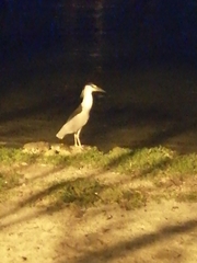 Nycticorax nycticorax