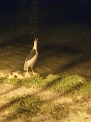 Nycticorax nycticorax