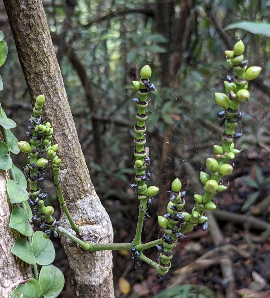 Gnetum luofuense (Gnetum luofuense)