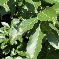 Euonymus carnosus