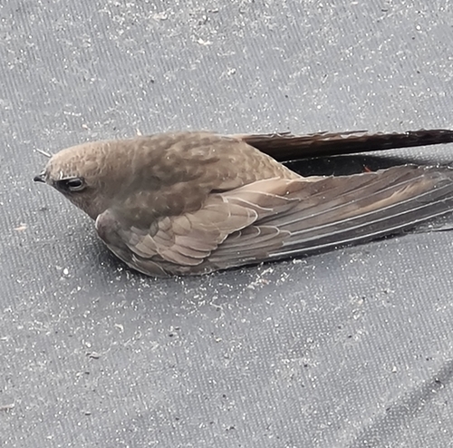 Pallid Swift, Zelenodol'skiy rayon, RU-TT, RU, photo 8 of 10