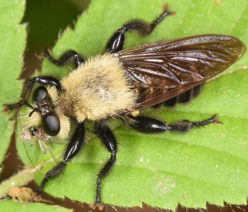 Laphriini