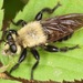 Laphriini - Photo (c) skitterbug, algunos derechos reservados (CC BY), subido por skitterbug