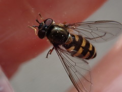 Parasyrphus punctulatus