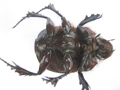 Heliocopris atropos