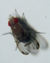 Steganinae
