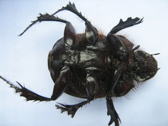 Heliocopris atropos