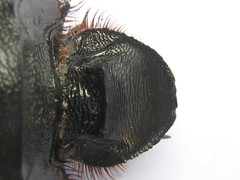 Heliocopris atropos