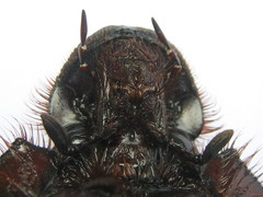 Heliocopris atropos